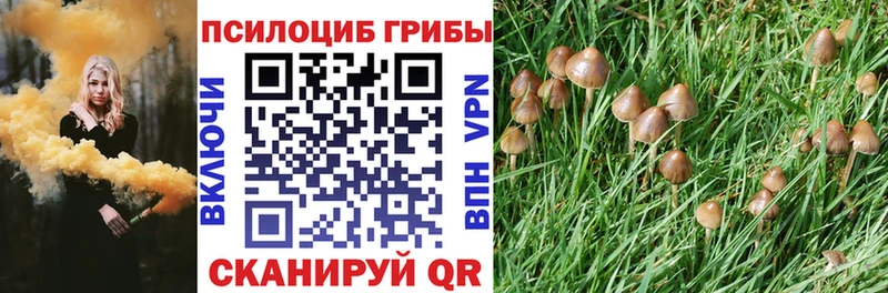 Купить где  Звенигово  Псилоцибиновые грибы мицелий 